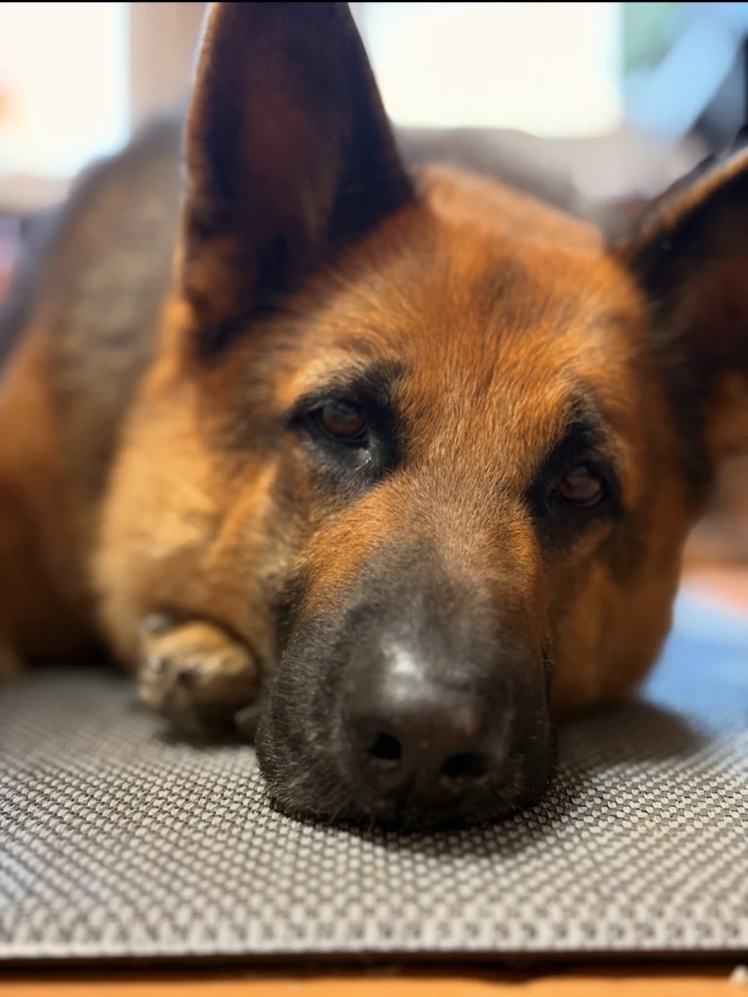 German Shepherd relaxing calmly at Fluff & Buff
