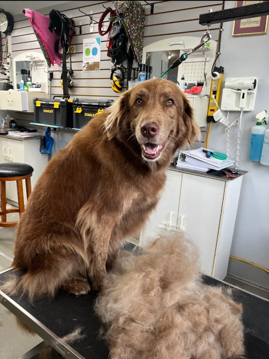 Nova Scotia Duck Toller after deshedding treatment with pile of removed fur